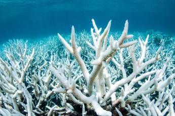 La Grande Barriera Corallina sta 'cuocendo viva', le immagini di Greenpeace La Grande Barriera Corallina sta 'cuocendo viva', le immagini di Greenpeace